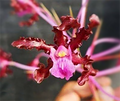 Laelia Rocky Clough 'Ruffle Duffle'