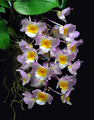 Dendrobium farmeri (pink form) s