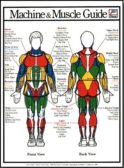 Muscle Poster - Male - Clinical Charts and Supplies