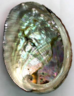 Blue Abalone Shell (3-4")