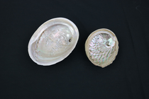 Abalone Shell - Green Lip (5" - 6")