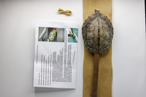 Turtle Shell Rattle Kit