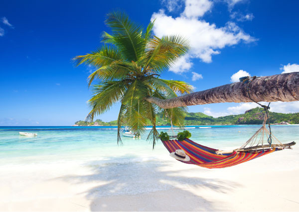 Hammock palm shop trees