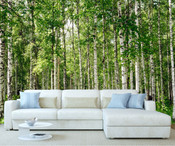 Birch Tree Forest Wall Mural
