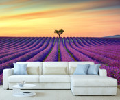Field of Lavender Flowers Wall Mural