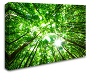 Forest Tree Top View to Sky Wall Art Canvas 8998-1013
