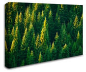 Evergreen Tree Forest Wall Art Canvas 8998-1017