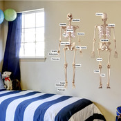 Educational Human Skeleton Wall Stickers 9113