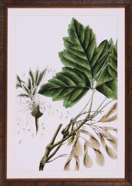 Leaves of Green II
