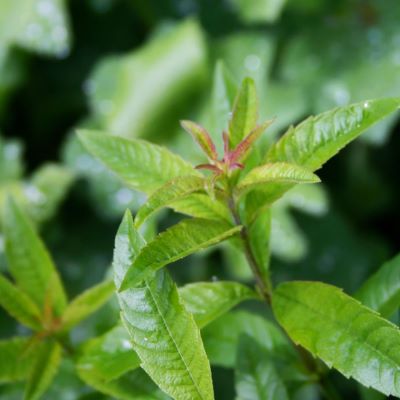 lemon-verbena-400-sq.jpg lemon-verbena-400-sq.jpg