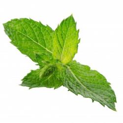 mint leaves edible