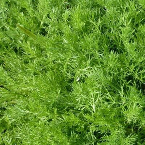 chamomile plant for sale