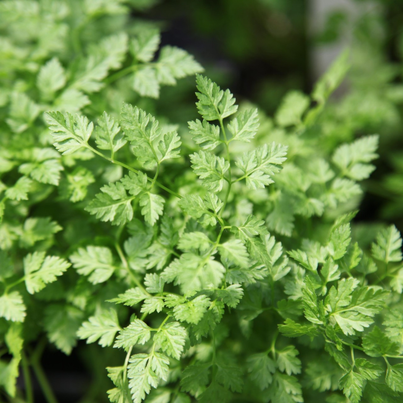 Getting My Chervil Uses To Work