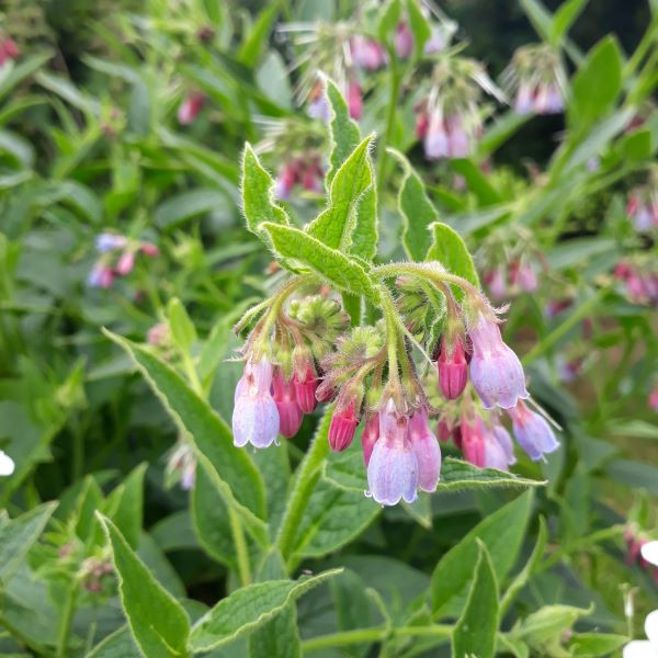 Symphytum Officinale Comfrey Buy Herb Plants