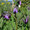 Symphytum x uplandicum Comfrey Moorland Heather | Buy Herb Plants