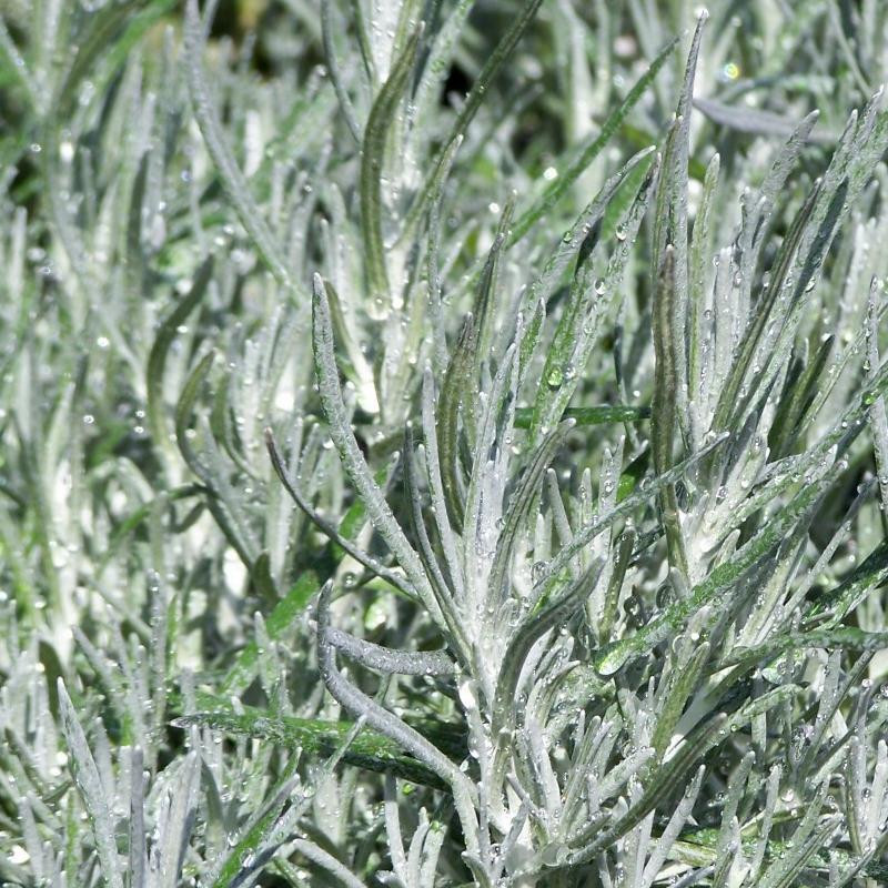 Helichrysum italicum Curry Plant Buy Herb Plants