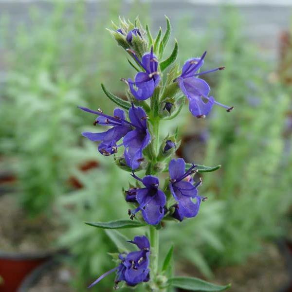 Hyssopus officinalis subsp. aristatus Hyssop Rock Buy