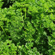 Nepeta x faassenii six hills giant