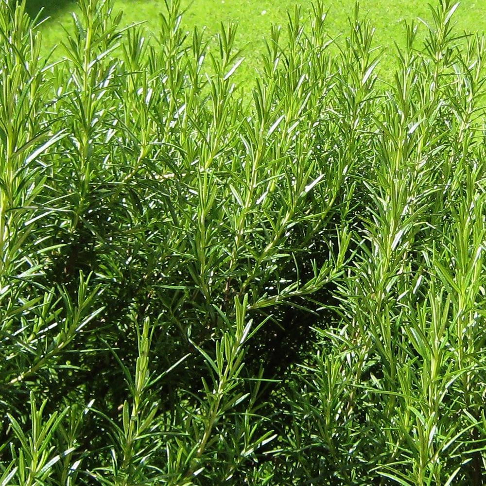 Rosemary Herb Rosmarinus Officinalis Buy Herb Plants Online   Rosemary  42214.1365159241.1280.1280 