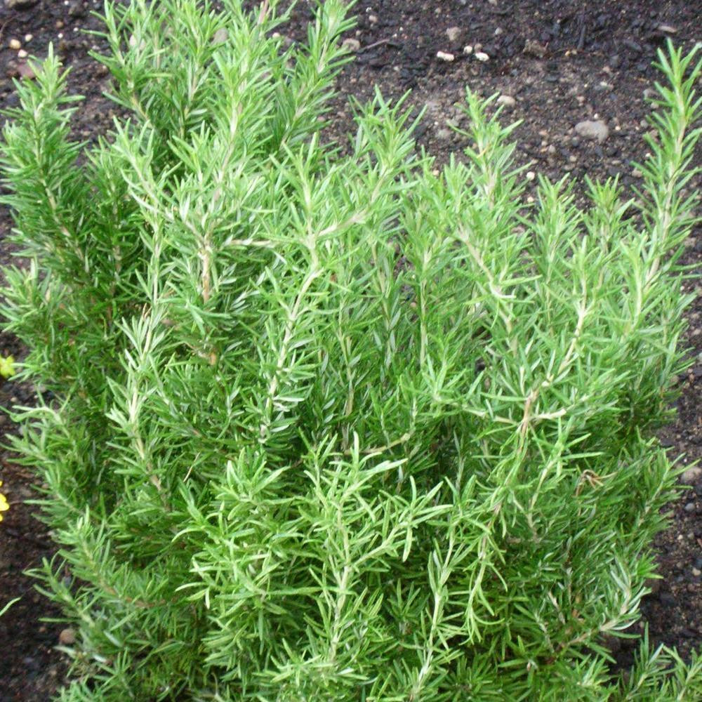 Rosmarinus officinalis �Miss Jessopp�s Upright� Rosemary
