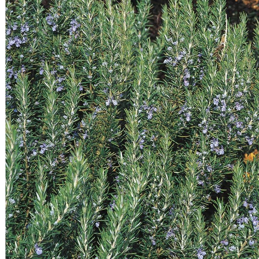 Rosemary Herb Plant 1Ltr Pot Upright Silver Foliage