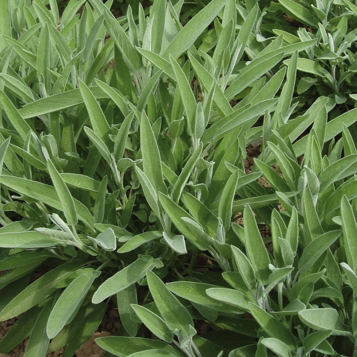 Salvia Lavandulifolia Sage Narrow Leaved Buy Herb Plants