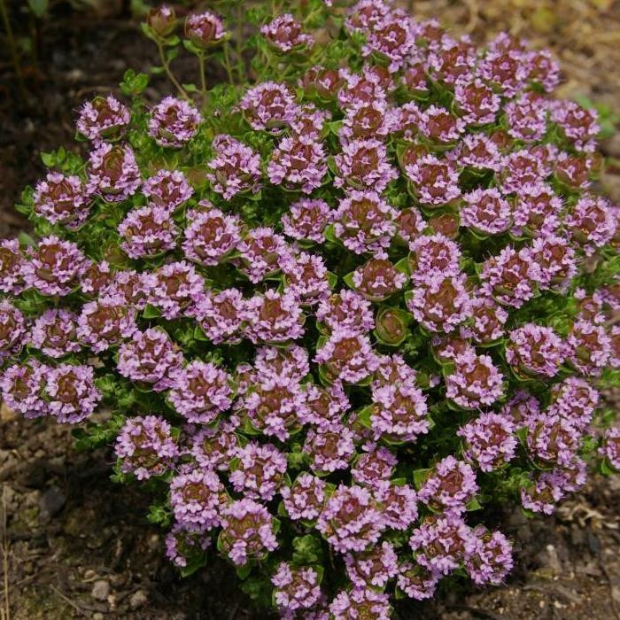 Thyme Camphor | Buy Herb Plants