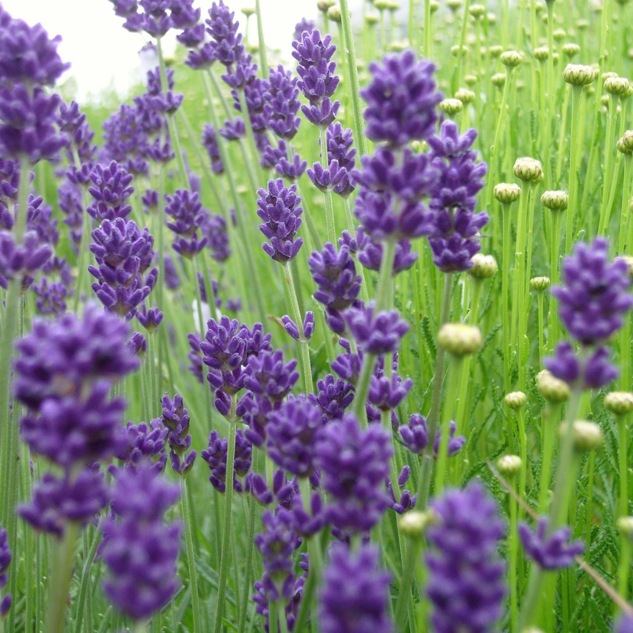Lavenderplant Care And Growing Guide The Spruce