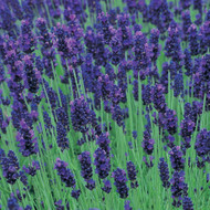 Lavender angustifolia Munstead 5 x 9cm plants