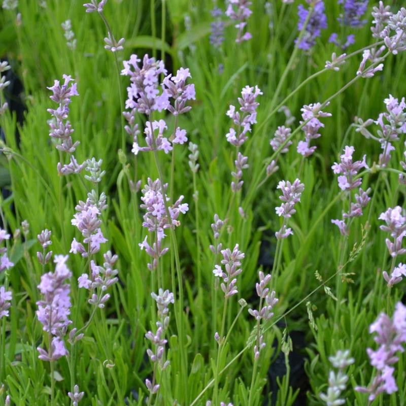 Lavender How To Plant Grow And Care For Lavender The