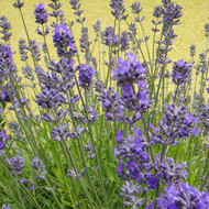 Plants Sale Lavender Pink For Plants Sale Lavender Pink For