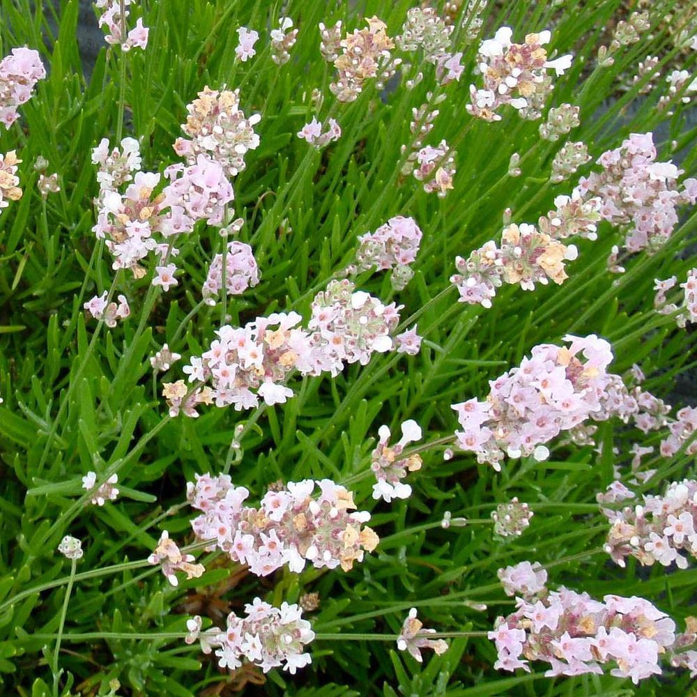 Large Plants Lavender For Sale