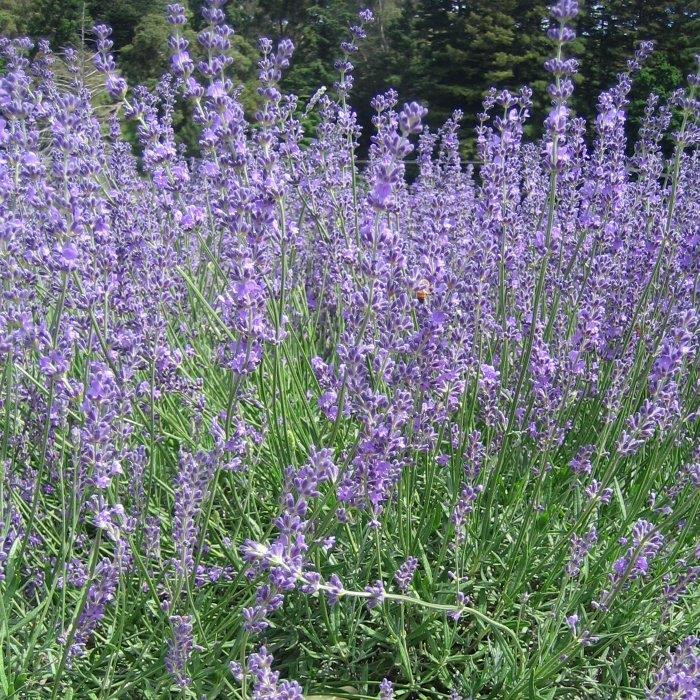 Lavandula angustifolia 'Twickel Purple' Lavender Buy Herb Plants