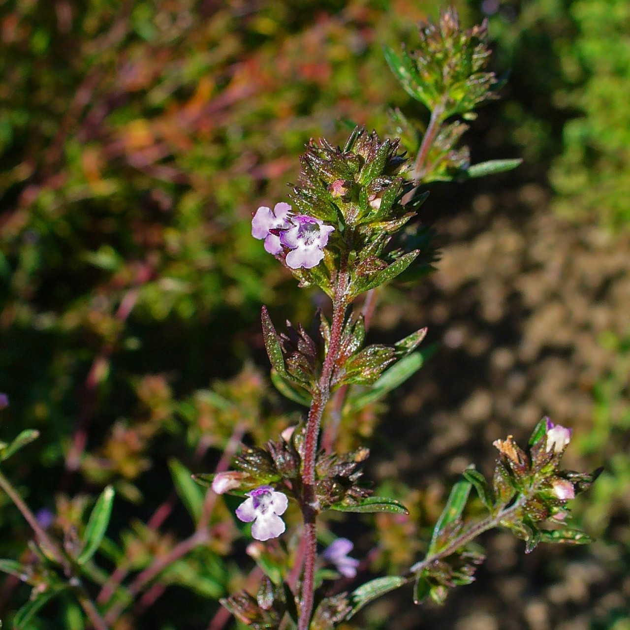 Savory Summer Buy Herb Seeds
