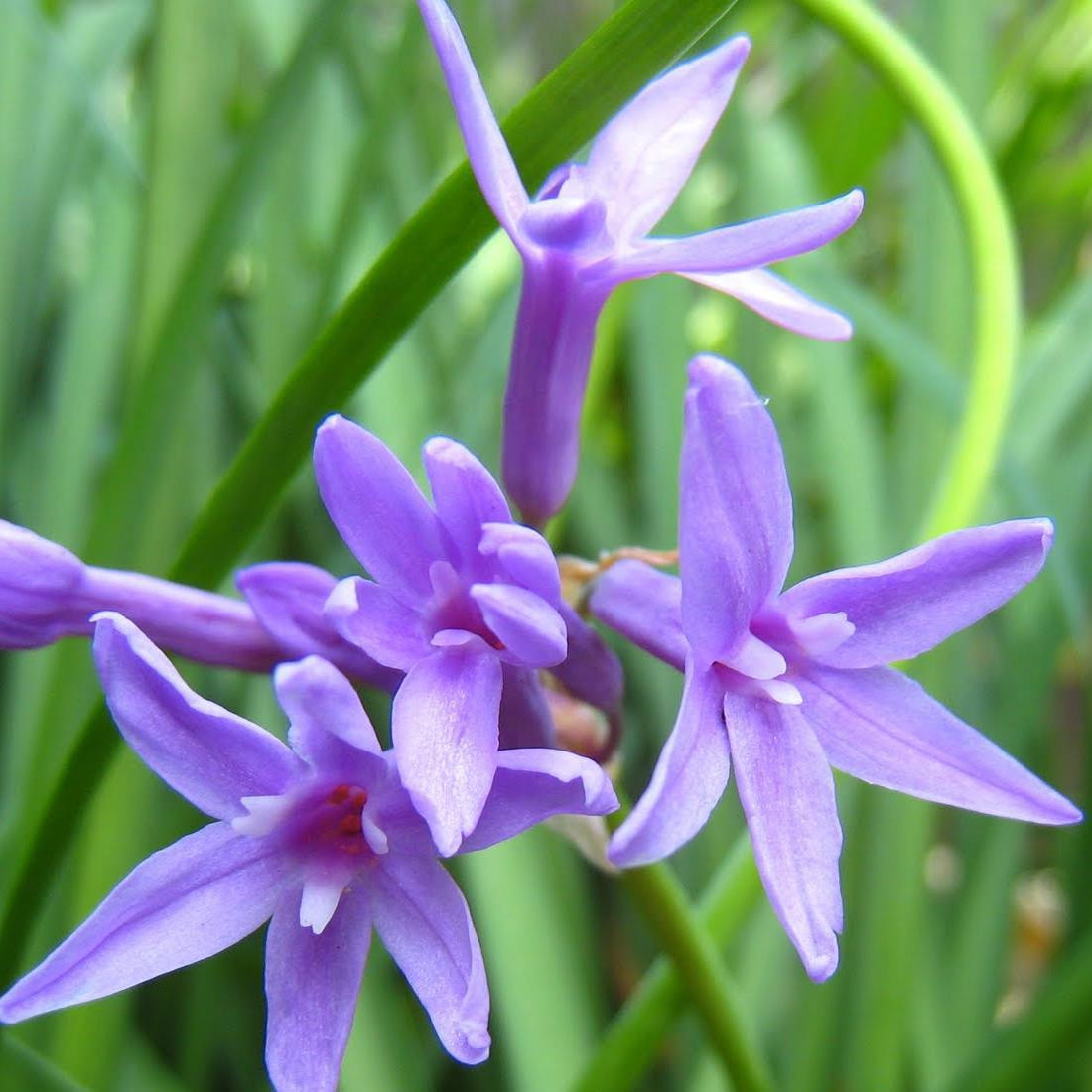 Chives Blue Flowering Garlic Buy Herb Plants