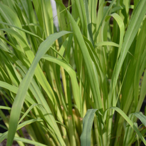 Cymbopogon Citratus Lemon Grass Buy Herb Seeds