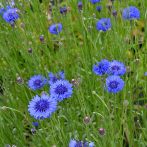 Centaurea cyanus 'Cornflower Blue' | Buy Herb Plants