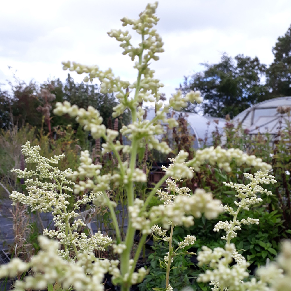 Artemisia vulgaris 'Mugwort White' | Buy Herb Plants
