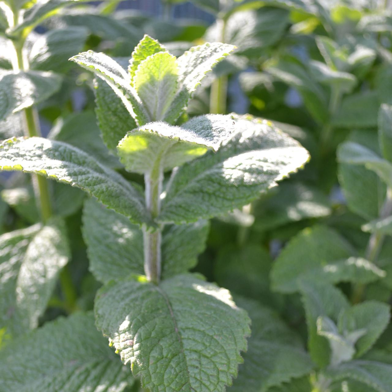 Mentha suaveolens �Apple� Mint Buy Herb Plants