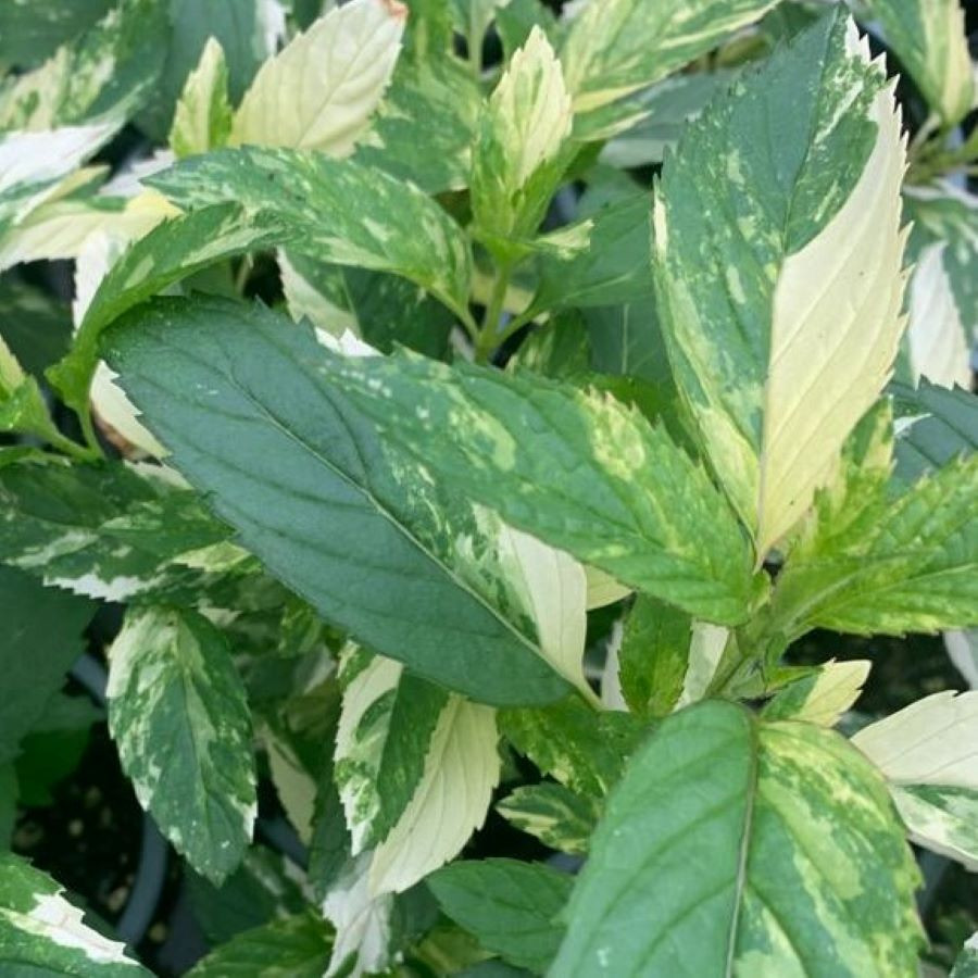 Mint Variegated Peppermint Mentha x piperita Buy