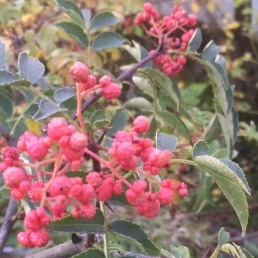 Zanthoxylum simulans (Sichuan pepper) Buy Herb Plants