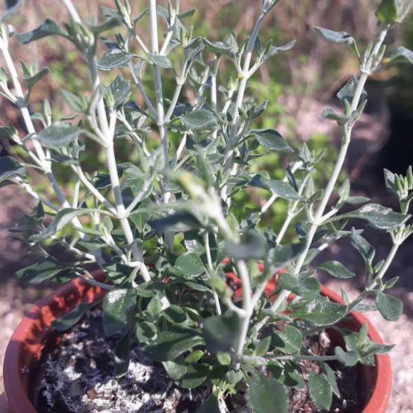 Teucrium marum(Cat Thyme) 1LITRE Pot