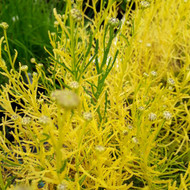 Santolina rosmarinifolia Santolina rosmarinifolia