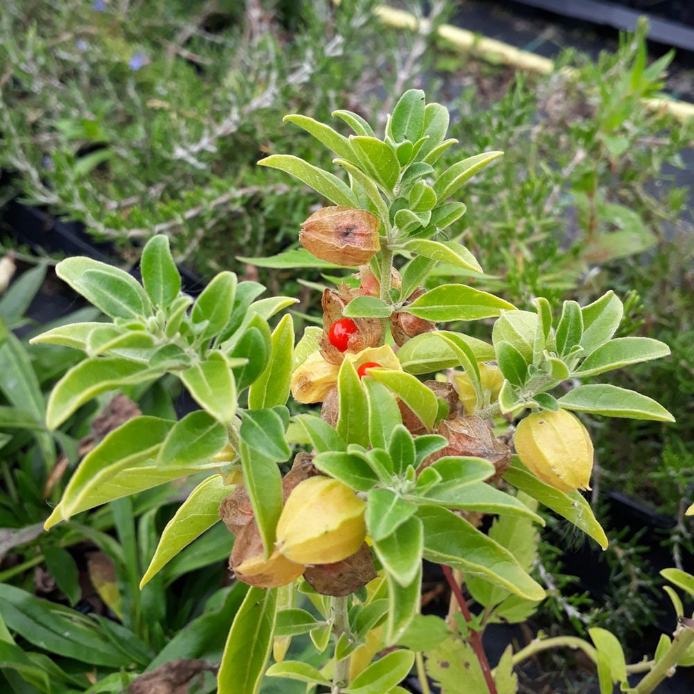 where to find ashwagandha plant
