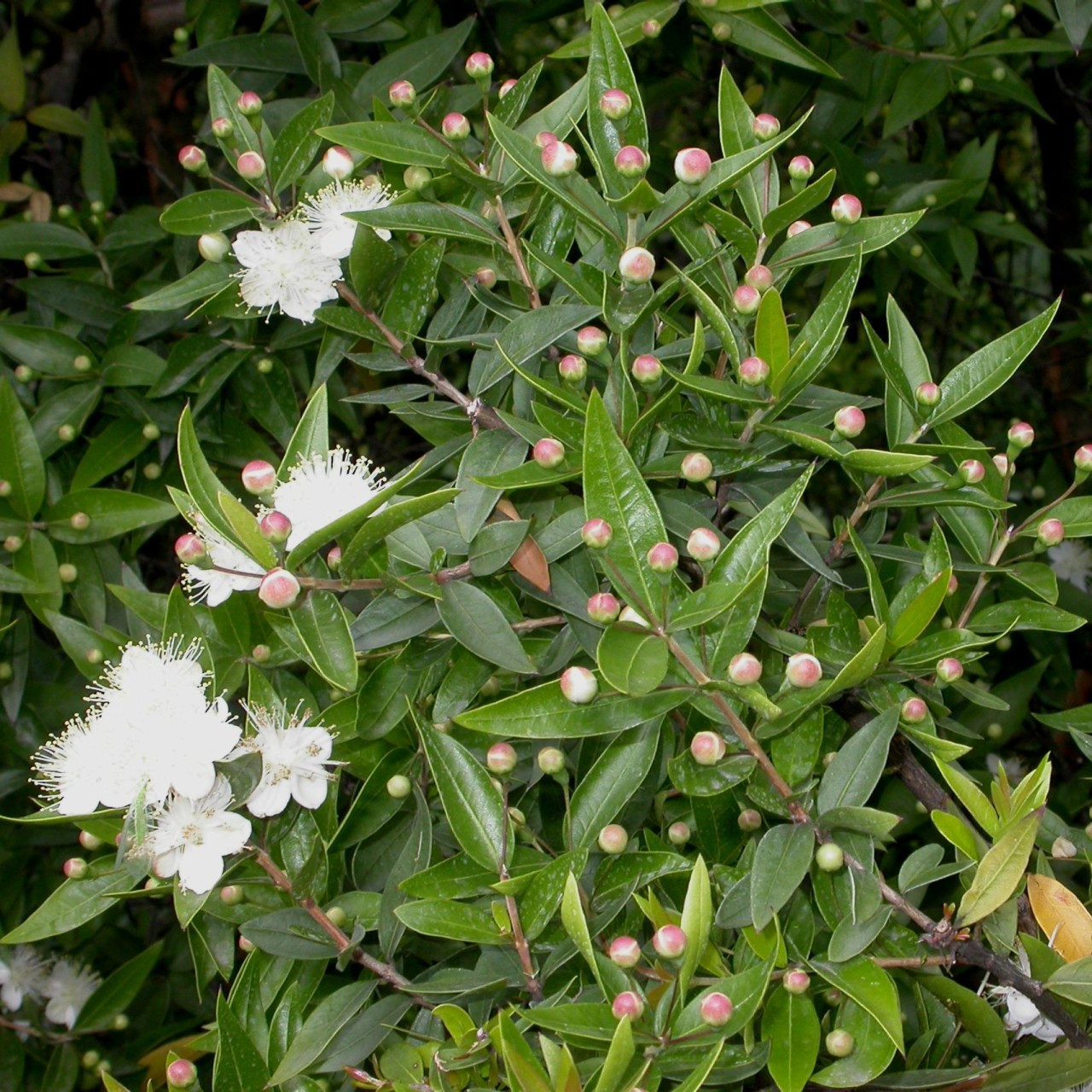 Myrtus communis, Myrtle Communis | Buy Herb Plants