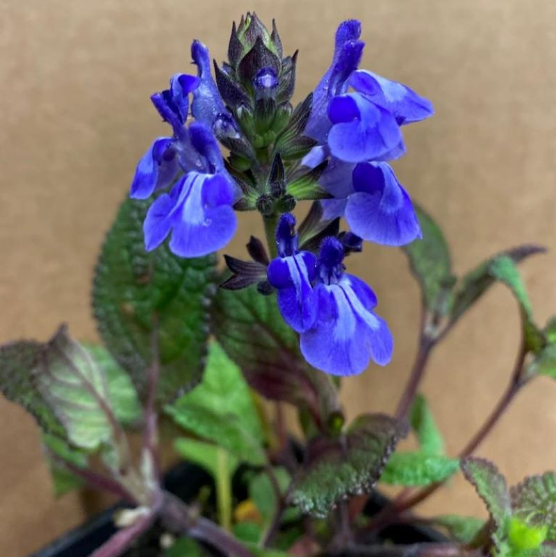 Salvia nana 'Curling Waves' Sage 'Curling Waves' Buy Herb Plants