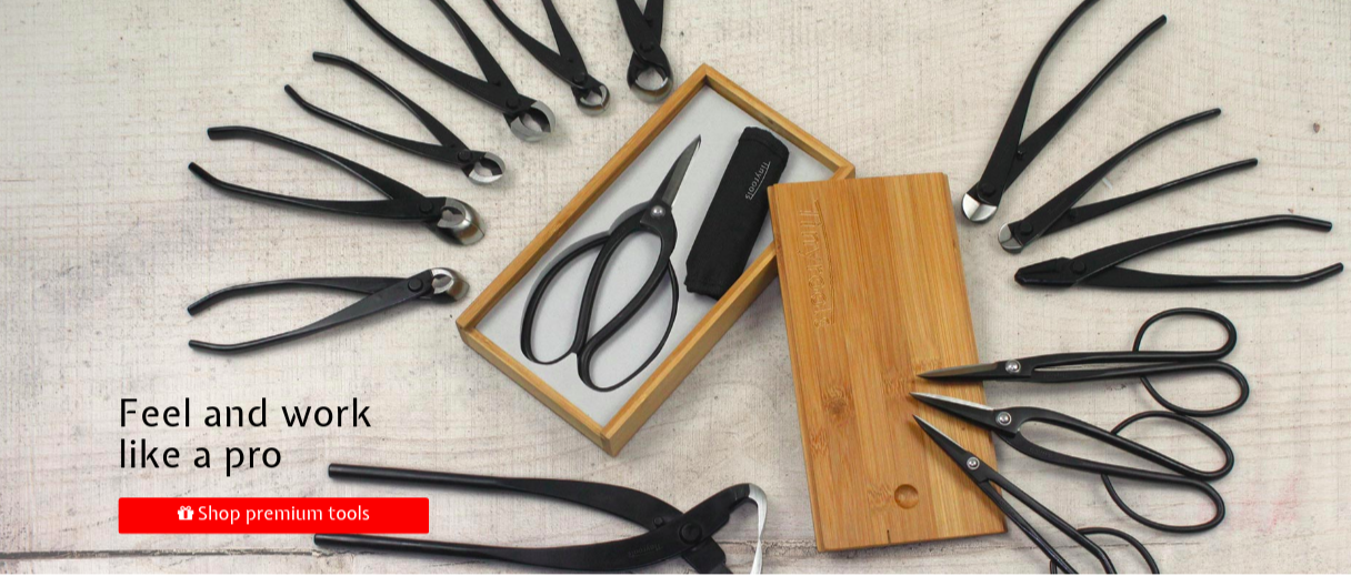 Bonsai Tree Bamboo Plants Indoor, Outdoor Pots and Tools