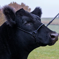 Sullivan's Incognito Halter
