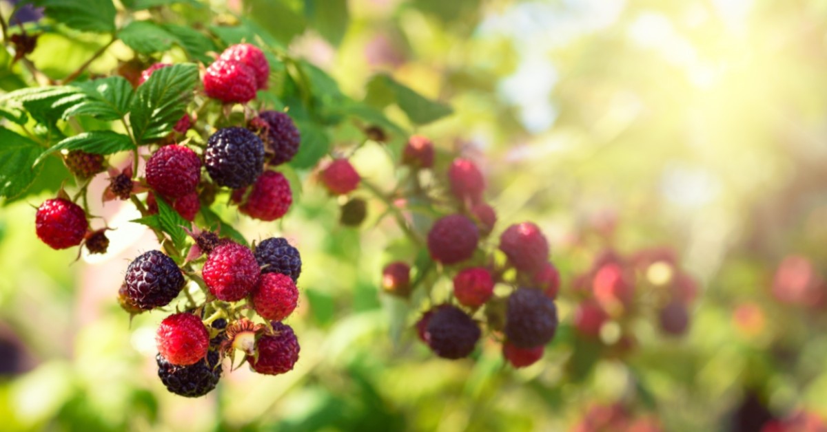 Frostproof Garden Supply — Here For All Of Your Garden Harvest Needs