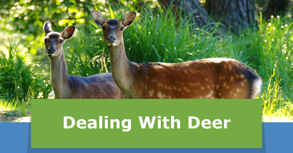 dealing-with-deer-hero.jpg